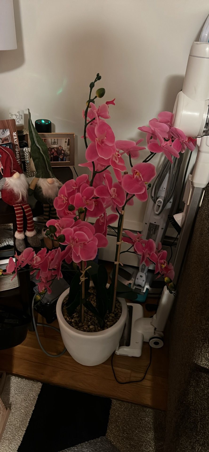 Nice Pink Flower In Lge Pot