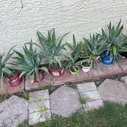 Blue Agave Plant $5-$15