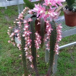 German Empress Epiphylium Plants 🪴 