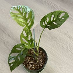 Monstera adansonii