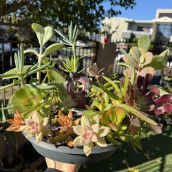 Gorgeous Succulent Garden 