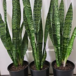 🌿Healthy Live Air Purifying Houseplant Mother In Law Tongue Or Snake Plant 29"-32"Tall In Pot 7" ~ Easy To Grow ~  $20/Ea