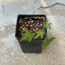 Green Japanese Maple Tree Live Plant Great to Train for Bonsai 3 inch Pot  Cash only  
