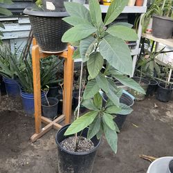 Árbol de aguacate 🥑