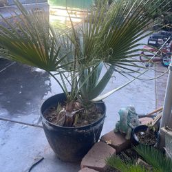 Palma Mexicana y Sábila 