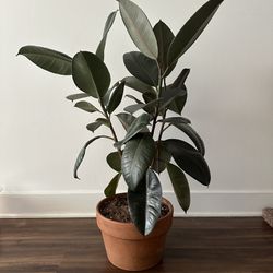 Large Rubber Plant (Pot Included)