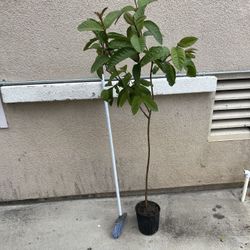 Healthy Thai Guava Fruit Tree Plant