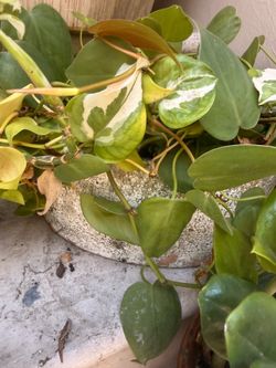 Small concrete oval pot with golden pontos