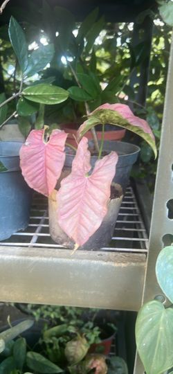 Syngonio live house plant