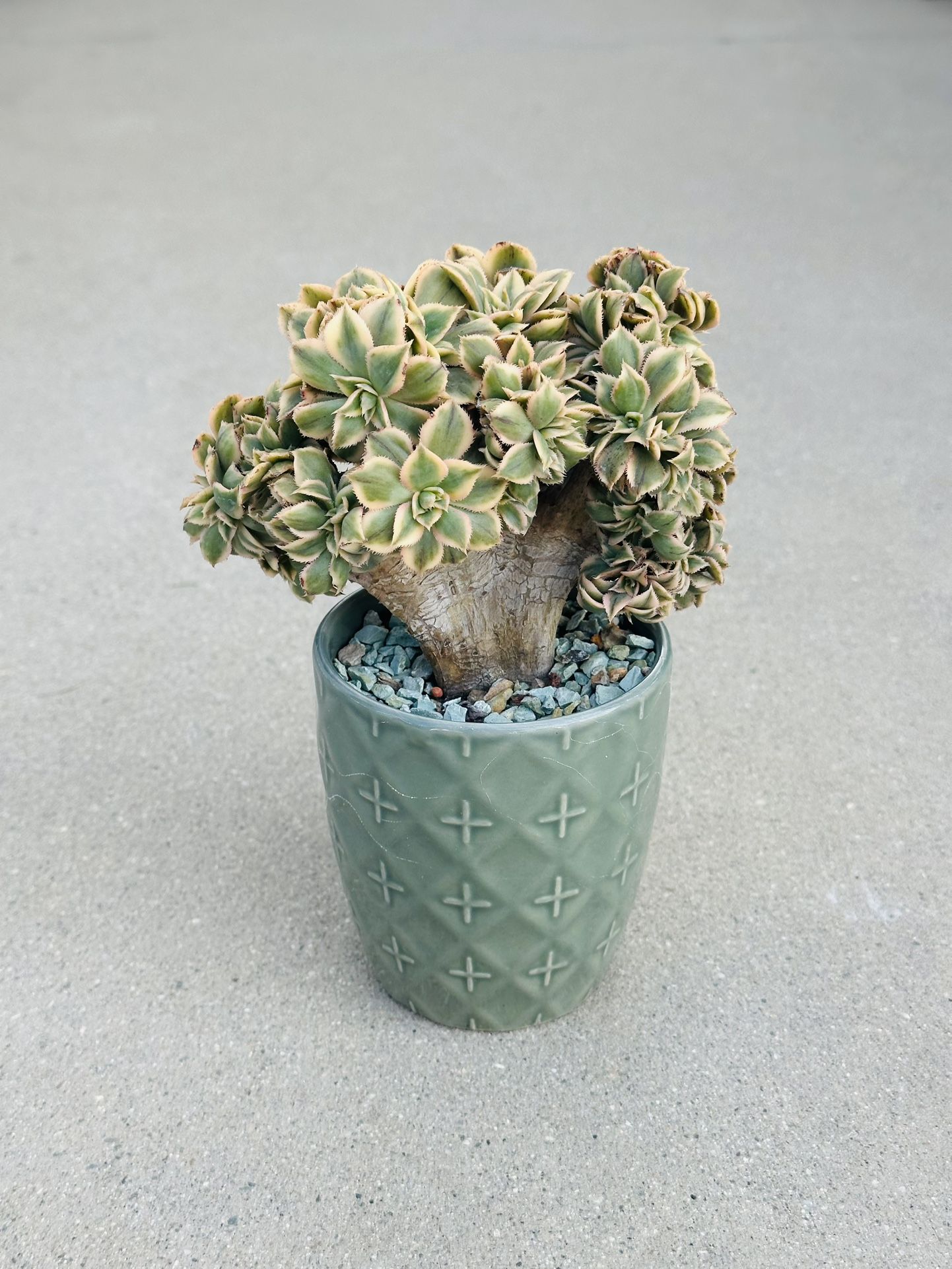 Succulents plants 🪴 