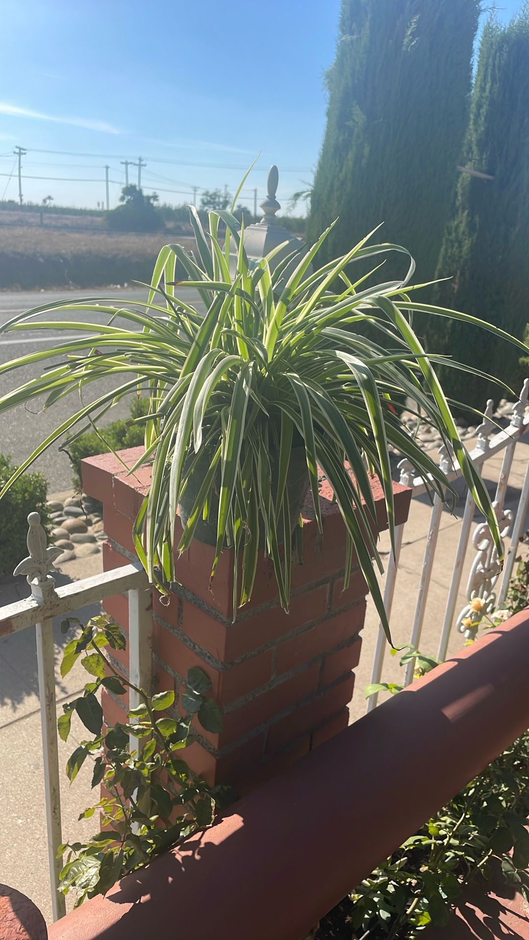 Una planta de listón por cinco dólares