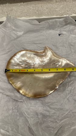 POLISHED CLAM SHELL
