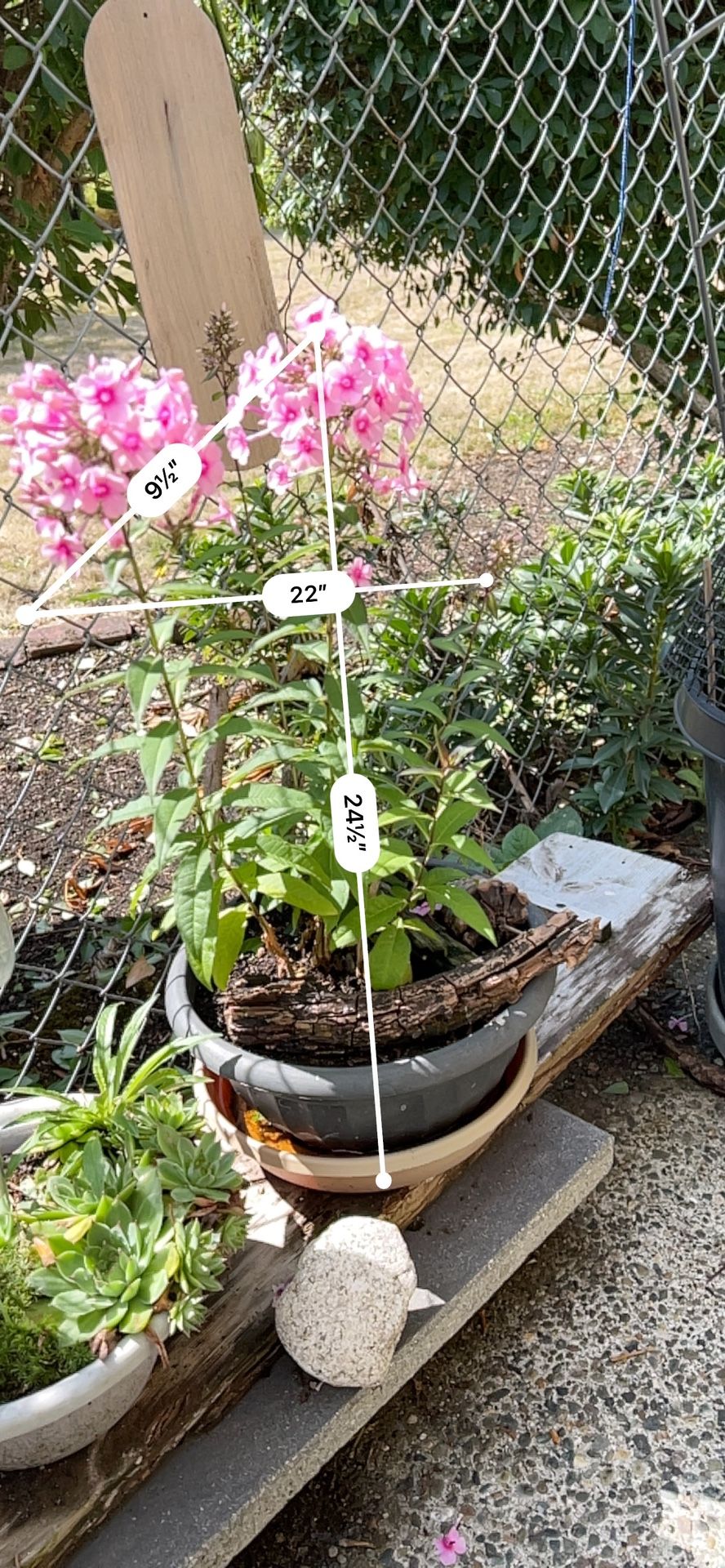 Flowering Potted Plant Pink Flowers