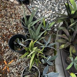 Aloe, Agave, Mangave Plants