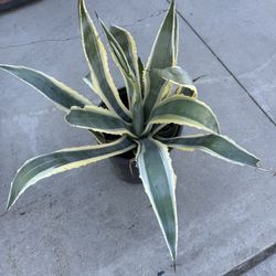 Agave Americana Plant