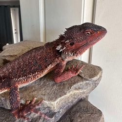 Bearded Dragon Toy