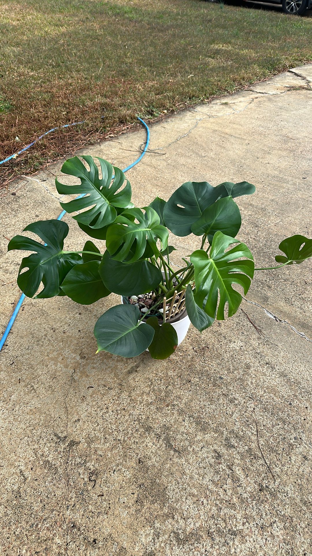 Monstera Is A Tropical Plant For Indoor 