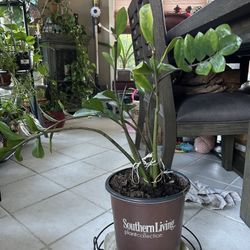 Zz Plant 
