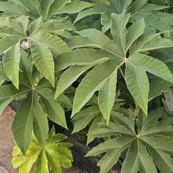 Steroidal Tetrapanax Papyrifer Rice Paper Plant