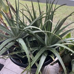 Big Thick Aloe Vera Plants FornSle