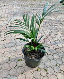 Lipstick Palm, Red sealing wax palm, Cyrtostachys renda