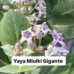 🌿 Plant: Yaya Miulki Gigante 
