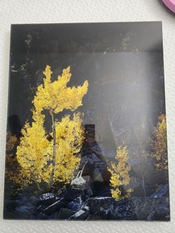Acrylic picture of trees