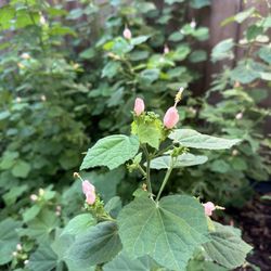 Pink Turks Cap Seeds - 4 Seeds