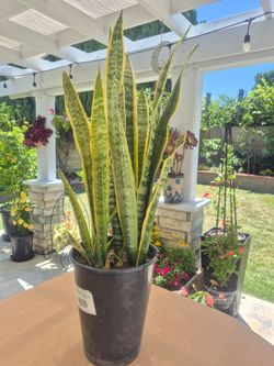 Snake plant