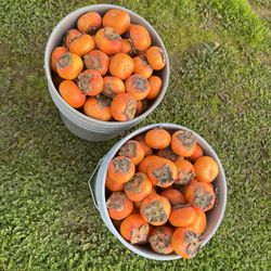 APPLE PERSIMMONS   ‼️ Only 6 Buckets Left ‼️
