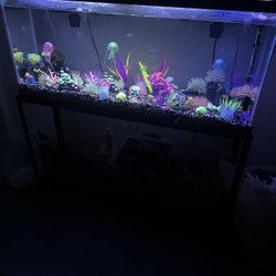 Fish Tank 