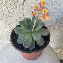 6 Inch Pot Succulent Plant - Rare Echeveria Laulensis - Stablished Plant- Drought resistant - 🪴