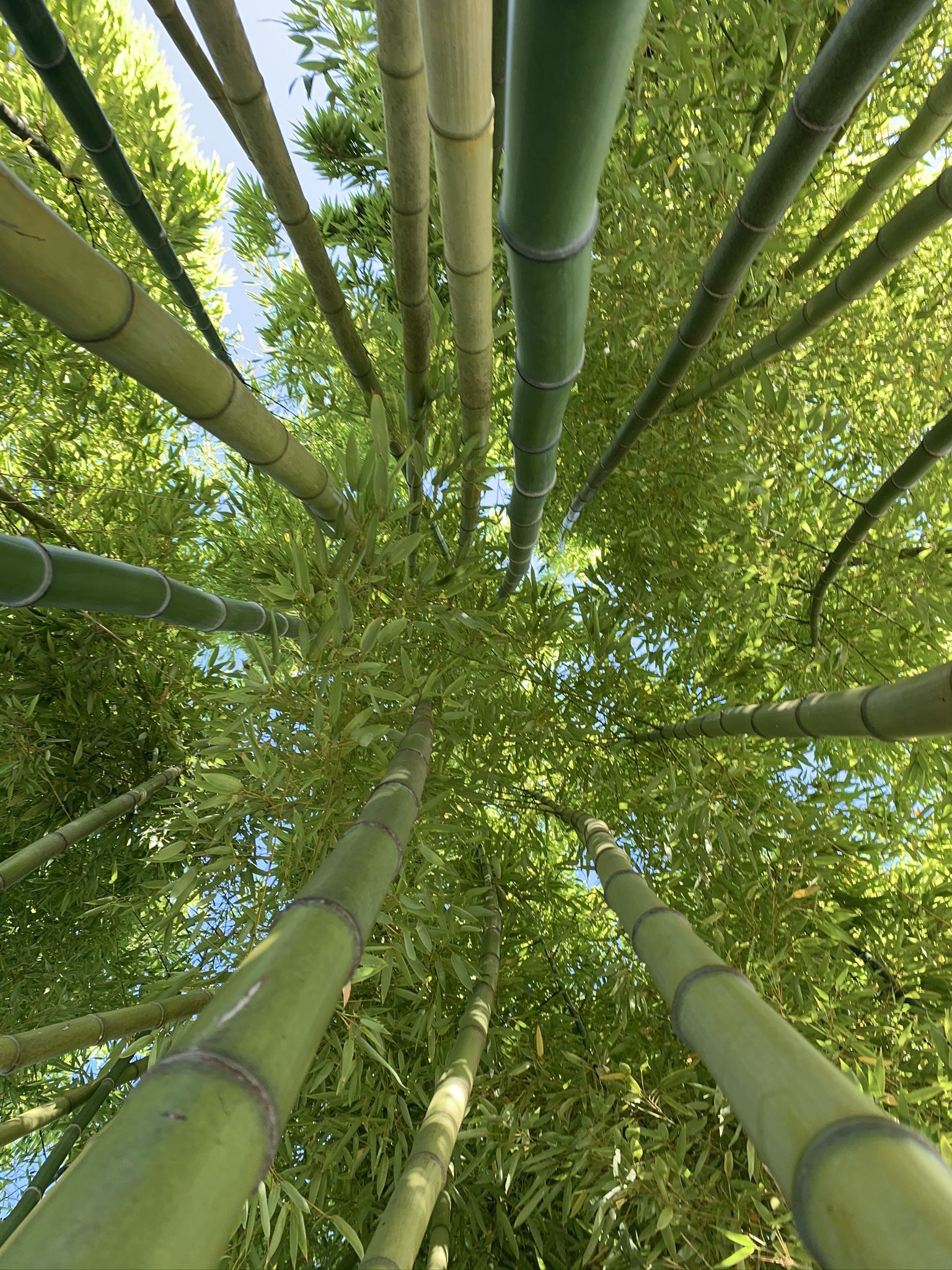 Bamboo Starts .