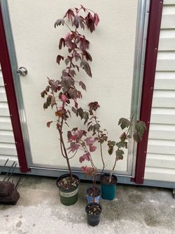 *$3 to $10* Edible Cranberry Hibiscus Plants Last Pic Shows Flower