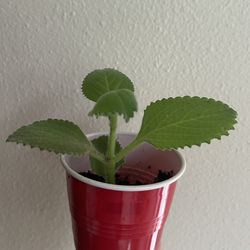 Mexican Mint / Cuban Oregano / Karpooravalli
