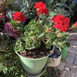 Red Geranium Plant 5 Gallon Container 