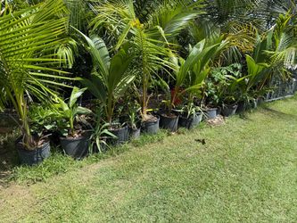 Coconut tree