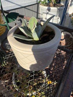Small plant 🪴
