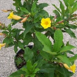 Alamanda Bush Plant 3gal