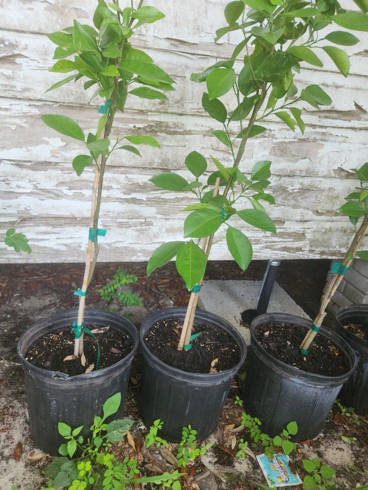 Vernia Orange Trees