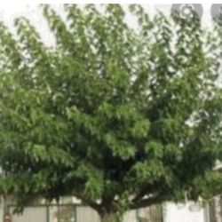 Mulberry Trees For Shade 5F The Tall $50 Each Price Firm 
