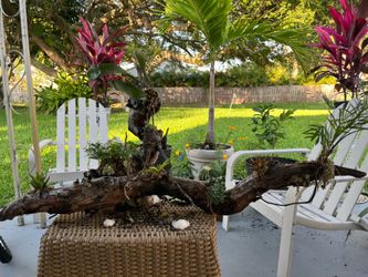 Plants on driftwood