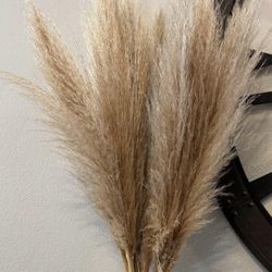 Pampas Stems All Natural