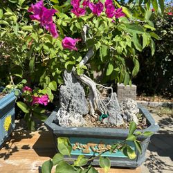 Bonsai Bougainvillea 