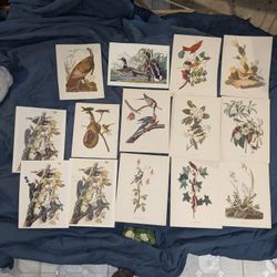 Rare Audobon Bird Prints 