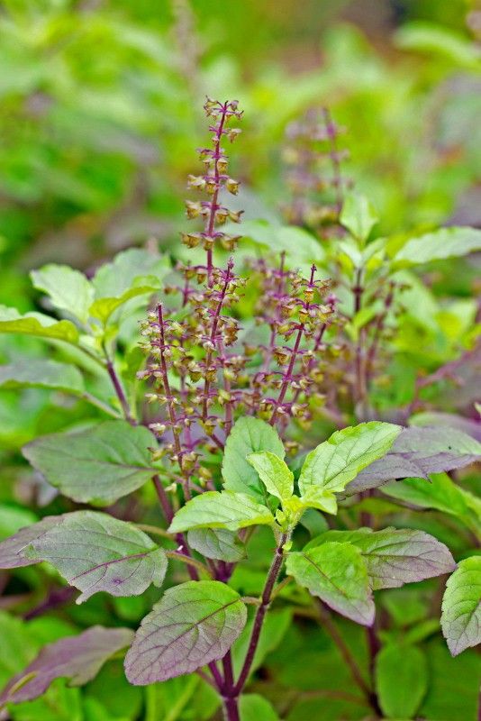 Holy Basil Ocimum tenuiflorum Authentic Tulsi Plant Organic 