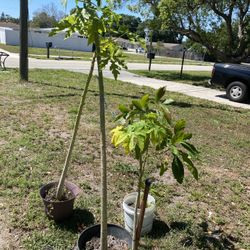 Papaya Avocado 