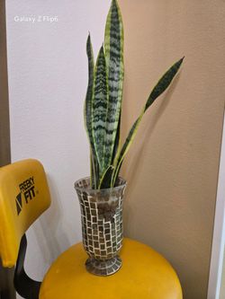Suculenta