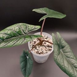 Alocasia Scalprum