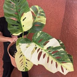 Variegated Monstera Lechleriana Baby Plant